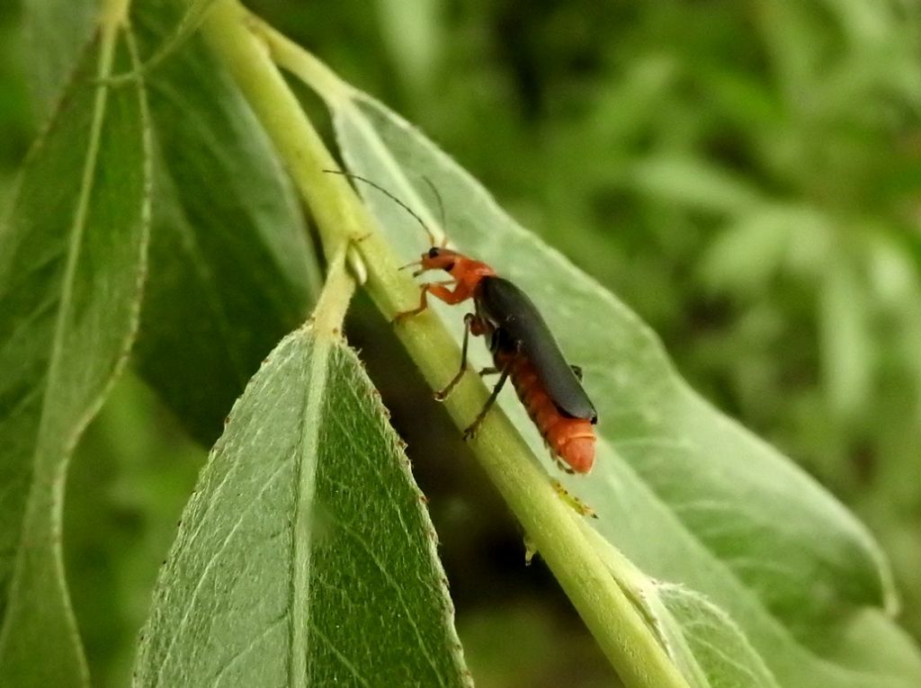 Cantharis livida? S.
